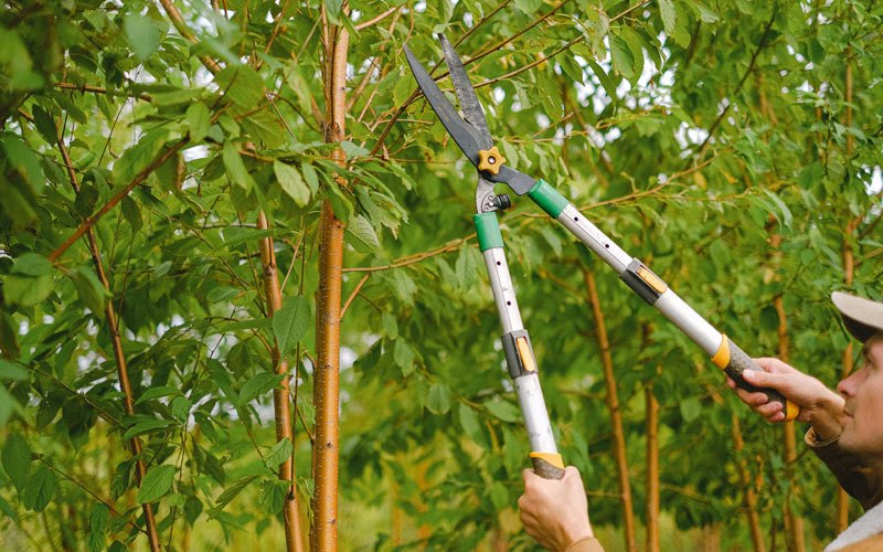 Tree trimming in Toms Brook, VA
