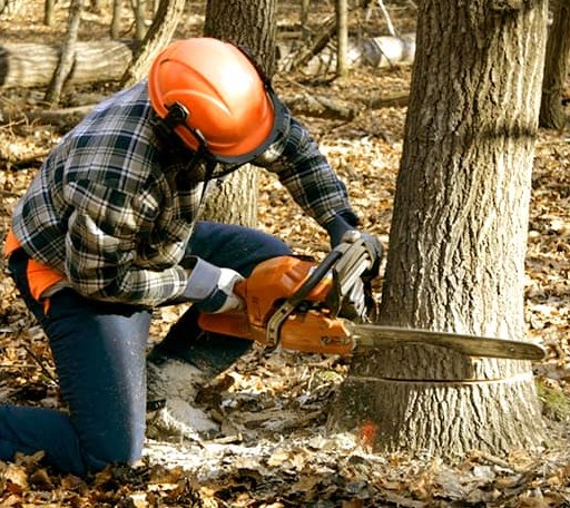 Tree Removal in Toms Brook, VA